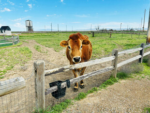 围栏边的棕色奶牛