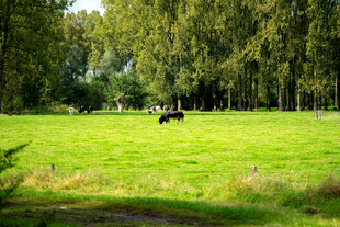 绿意盎然的草地与悠闲牛群