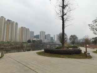 城市公园中的树木与建筑景观