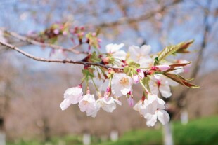 枝头绽放的美丽樱花