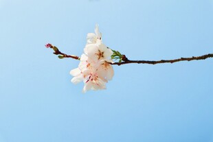 枝头绽放的粉嫩花朵