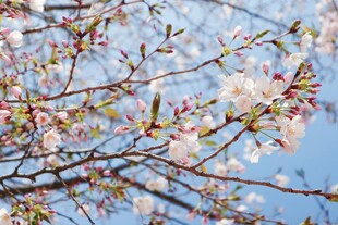 春日繁花满枝的烂漫景象