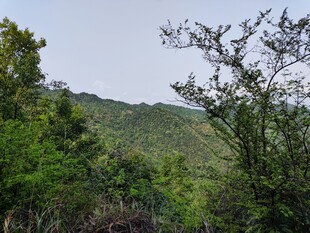 山林绿意盎然的自然景致
