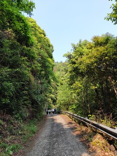 林间蜿蜒小路