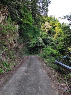 山间幽静小路 绿意盎然