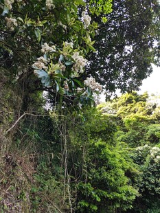 繁茂绿植覆盖