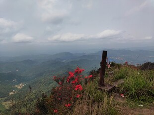 山巅红花与远方景致