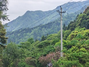 山间电线杆屹立于葱郁林