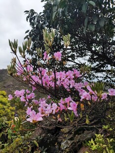 盛开的粉色杜鹃花