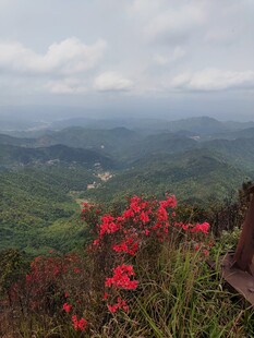 山间红花点缀秀丽风景