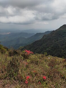 山间野花绽放于绿野