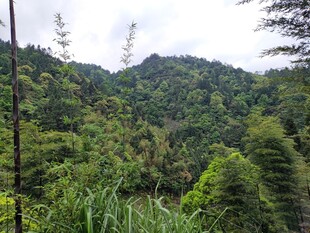 山林翠绿美景