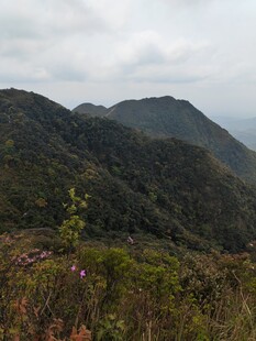 山间美景 绿意盎然的自然