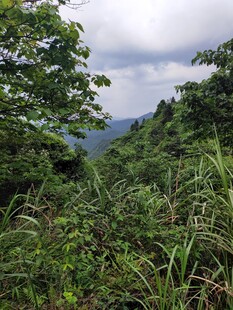 山林绿意风景