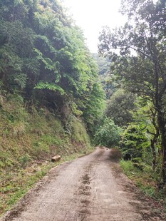 山间泥泞小路 绿意环绕
