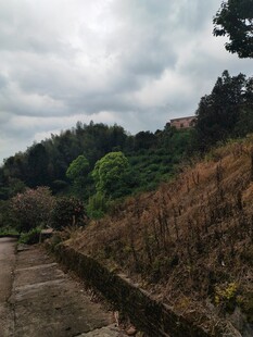 山间小径 绿植环绕景致美