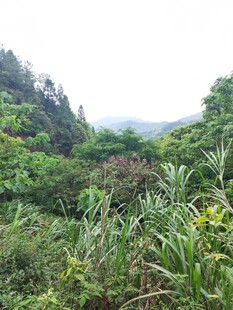山林间繁茂的绿色植被