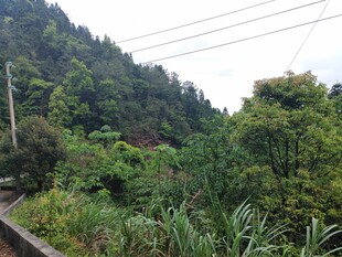 山间绿植繁茂的自然景致