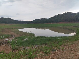 乡村湿地景观