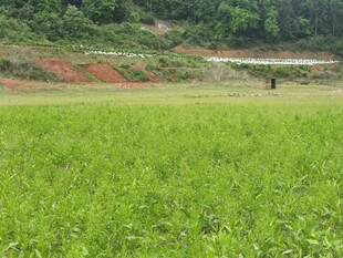 翠绿田野间的自然景致