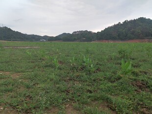 田野中的绿色农作物景观