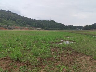 广袤绿野 自然田园风光