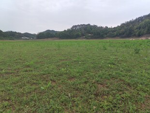 广袤绿野 远处青山环绕