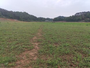 田野中的蜿蜒小径