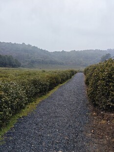 山间茶田小径