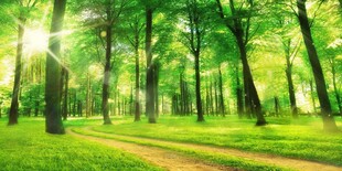 阳光洒落的林间小径