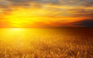 金色田野上的绚烂日落