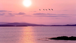 夕阳下飞鸟掠过宁静海面
