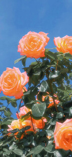 阳光下的橙色月季花