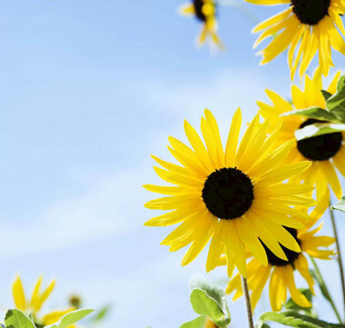 阳光下的向日葵与蜜蜂