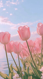 粉色郁金香绽放于蓝天之下