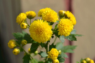 菊花