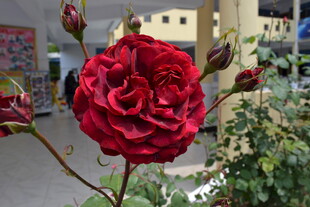 红玫瑰