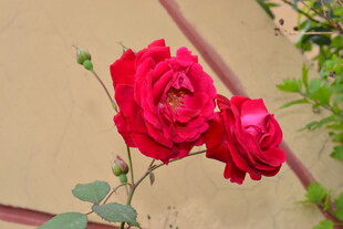 红玫瑰