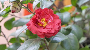 娇艳盛开的红色山茶花