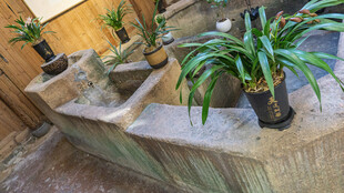 室内绿植与石质装饰摆件