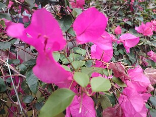 娇艳绽放的玫红色花卉