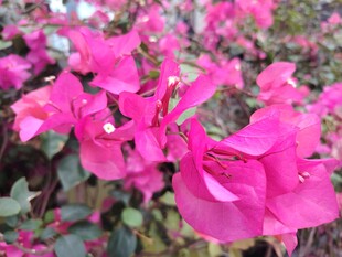 娇艳三角梅绽放