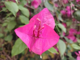 娇艳三角梅绽放