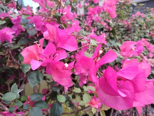 艳丽三角梅绽放