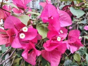 艳丽三角梅绽放