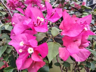 艳丽三角梅绽放