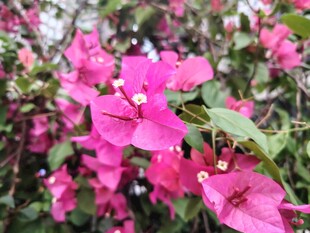 娇艳三角梅绽放