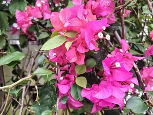 娇艳三角梅绽放