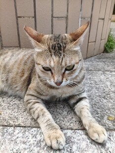 长角斑纹猫趴地休憩