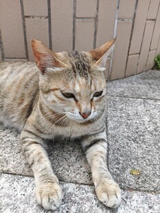 阳光下慵懒的条纹猫咪